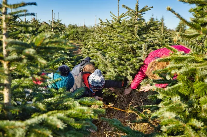 Familie sägt gemeinsam einen Weihnachtsbaum