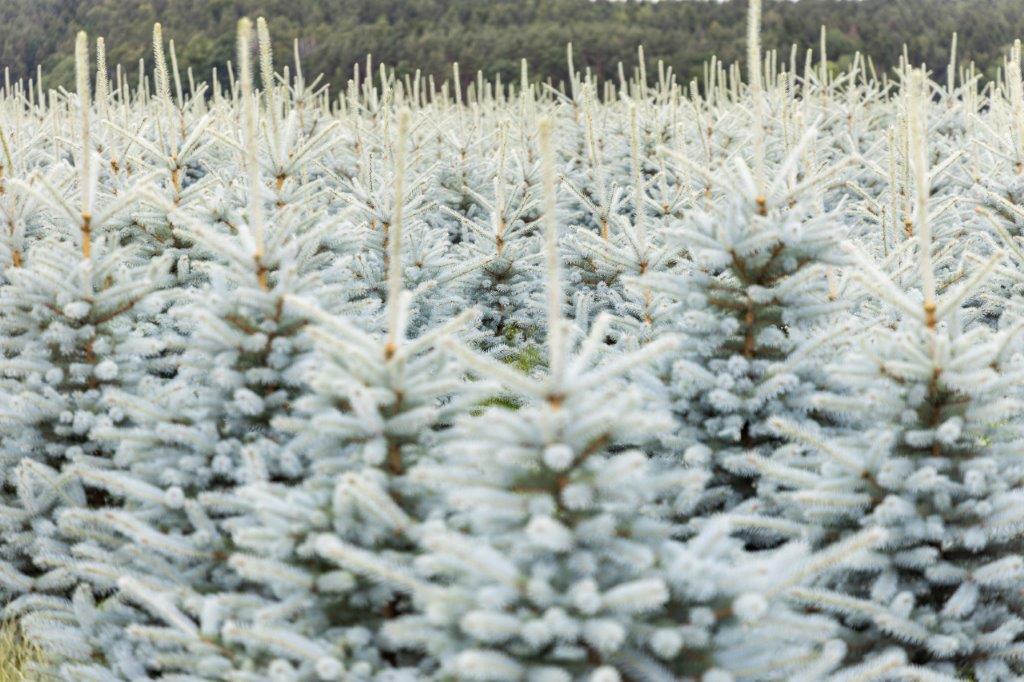 Thüringer Tannenhof